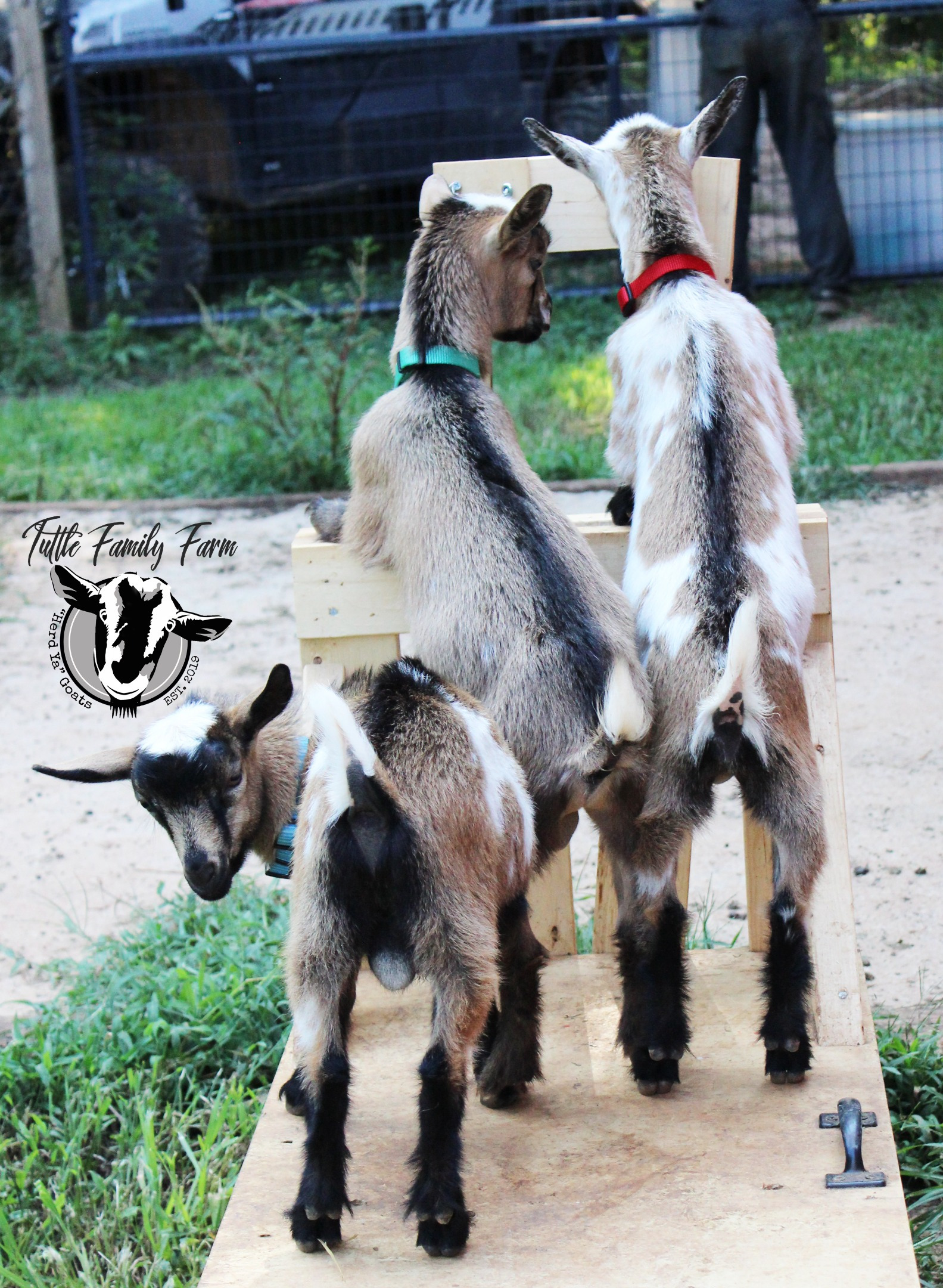 Home [tuttlefamilyfarm.com]
